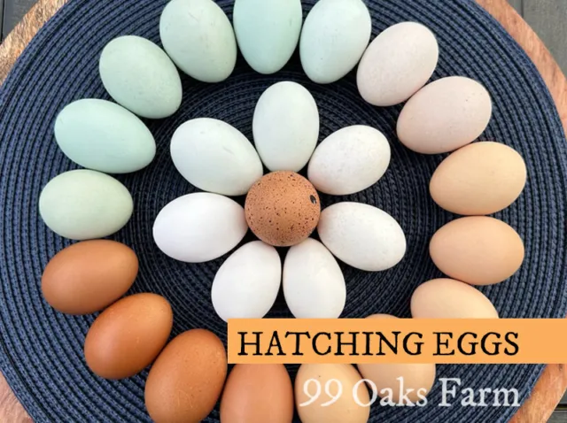 6+ Rainbow Mix Hatching Eggs - Assorted Rare & Heritage Breed - NPIP Certified