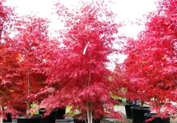 Japanese Maple Seeds-Beni Otake(Red Bamboo) Fresh 25 seeds-Rare-Grown In Canada.