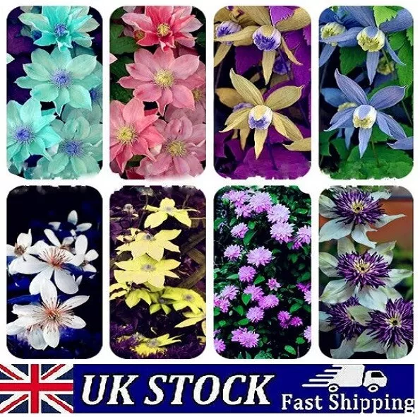 Clematis Flower Seeds, Climbing Hybrid Garden Plant, Mixed Colours -UK