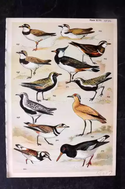 Gordon C1900 Bird Print. Courser, Dotterel, Plover, Turnstone, Oystercatcher 26