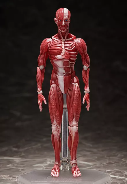 Human Anatomical Modelo Figma Modelo Anatómico Figura de Acción Freeing