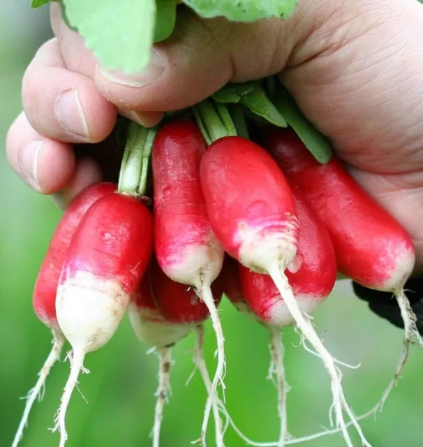 100 Graines de Radis demi-long 'French Breakfast' Radish seeds