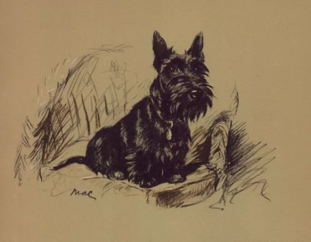 Scottish Terrier - CUSTOM MATTED - Lucy Dawson Dog Art Print - NEW