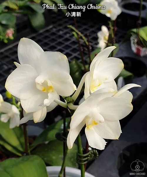 Orchid Phalaenopsis Phal  Tzu Chiang Chrisna. Fragrant. Blooming Size. Mericlone