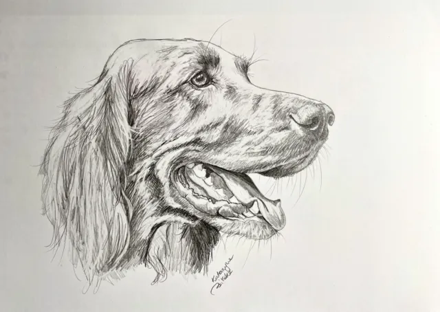 COA Original Dibujo Arte Lápiz boceto perro rojo setter irlandés retrato...