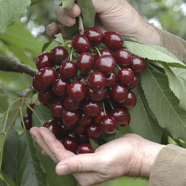 Stella Cherry Fruit Tree in a 5L Pot 90-110cm tall on for patios and pots