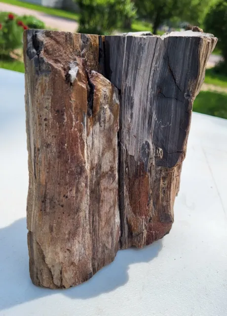 Petrified Wood Log nearly 10 pounds! Tree fossil