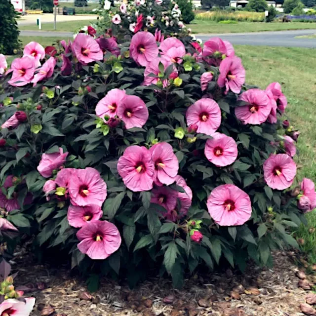 20 Pink Swamp Mallow Rose Seeds  "LARGE FLOWER" Hardy Hibiscus Fast Garden Plant