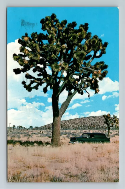 Giant Joshua Tree In Desert c1975, Vintage Postcard