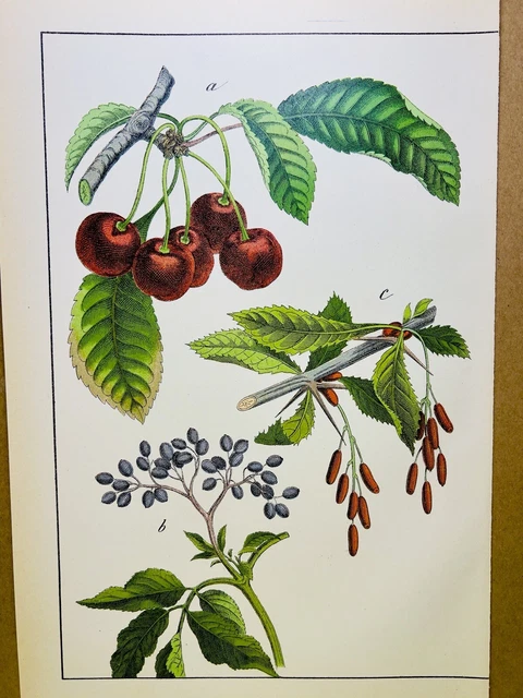 Le dessin botanique de A à Z - Livre de Sophie Graverand
