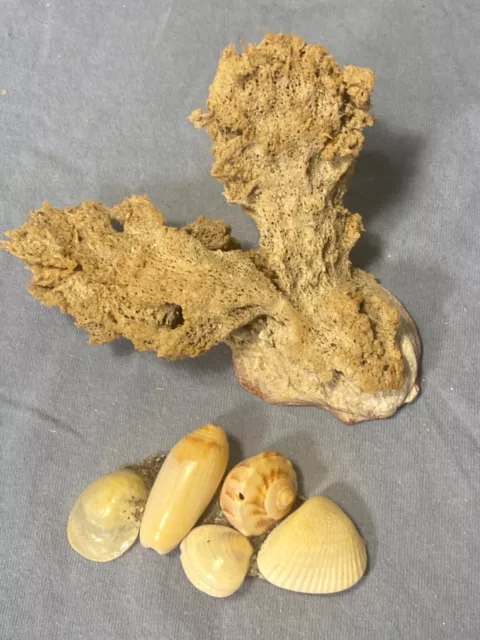 Esponja de océano sobre caparazón y caparazones de mar conglomerado ideal para decoración de tanques