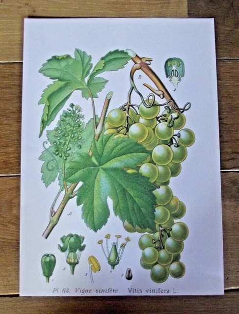 Carafe motif grappes de raisin