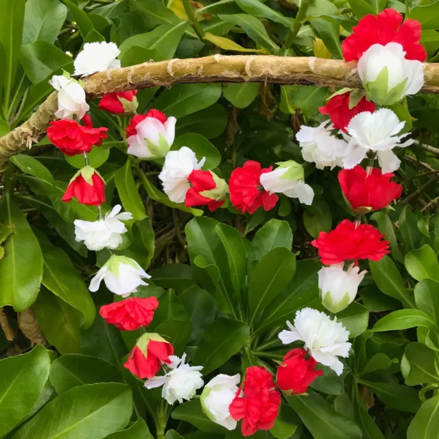 Hawaiian Silk Lei - Red Rose & White Carnation - Designed In Hawaii