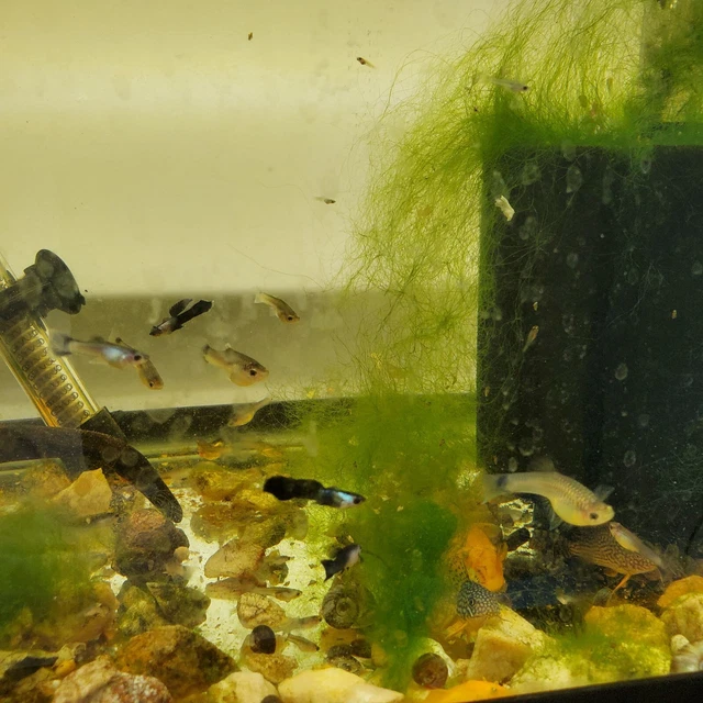 black panda guppies 1 trio 1 male and 2 female