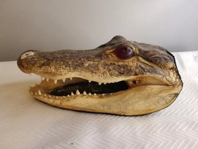 ALLIGATOR TAXIDERMY  AMERICAN ALLIGATOR HEAD 7 Inches Long GLASS EYES