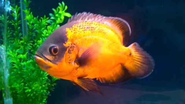 1 Pair Red Oscar Cichlid Freshwater Live Tropical Fish 2-3" Inches (2 Fish) A+++