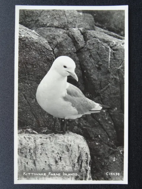 Birds of the Farne Islands KITTIWAKE c1930s RP Postcard by R.A. / Photoway
