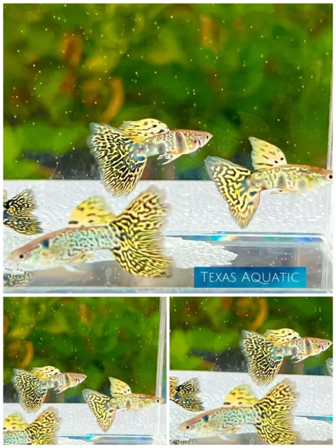1Pair Live Aquarium Guppy Fish High Quality Guppies Yellow King Tiger Cobra USA