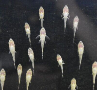Live Otocinclus Catfish (Pack of 6 Aquarium Algae Eaters) *PLS READ DESCR*