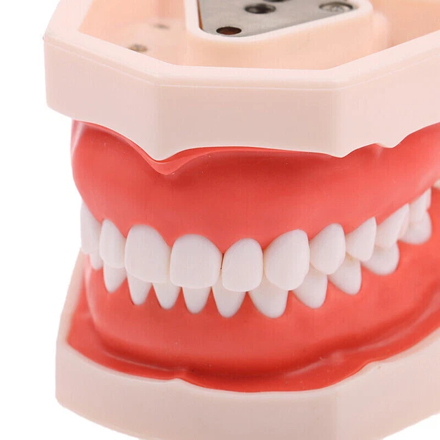 Dental Typodont Teeth Model Kilgore NISSIN 200 Type Removeable Teeth 28 Pcs