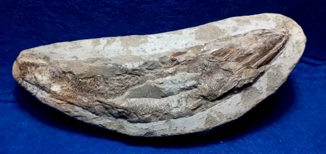 Pesce Fossile In Nodulo Rhacolepis Buccalis - Cretaceo Inf. -Ceara - Brasile.