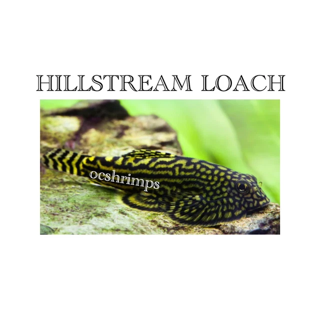 Hillstream Loach ( Pack of 4 Pieces)