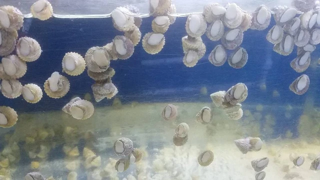 10 Pack Astraea Turbo Snail- Saltwater Algae Cleaner Astrea