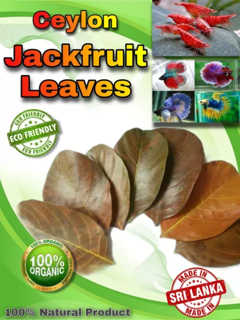 Naturally Leaf Dried Organic Jackfruit Leaves Care For Shrimp / Fish Aquarium