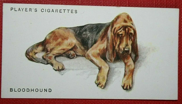 BLOODHOUND    Vintage 1931 Illustrated Dog Card  VC25M