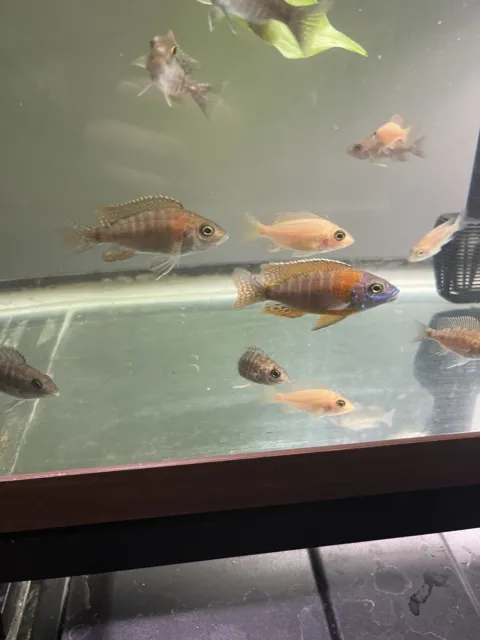 5 Pack Male Peacock Cichlids Live Fish 3 Inch Ruby And Ob Ruby Ob Blueberry Db