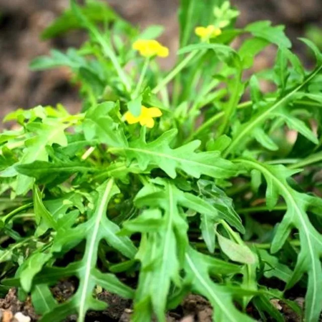 Diplotaxis Tenuifolia Perennial Wall Rocket (3000 Seeds)