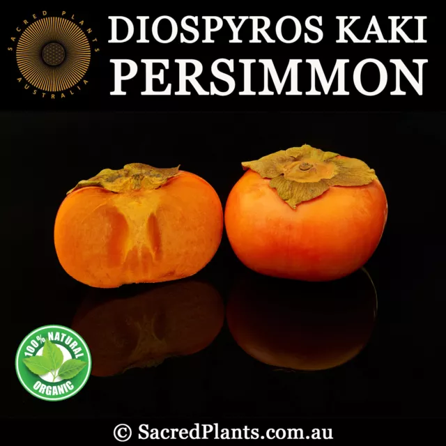 PERSIMMON Fuyu 15 Seeds Diospyros Kaki Rare Oriental Exotic Tropical Fruit Tree