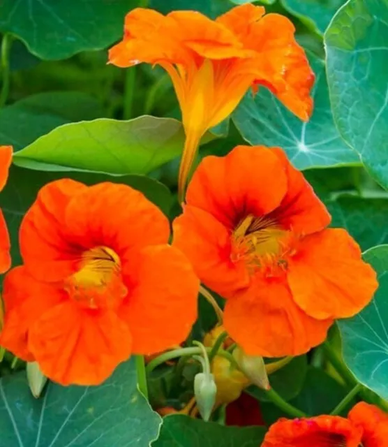 Kapuzinerkresse Rankende 40 Samen - Tropaeolum majus - Essbare Blüten Samenfest