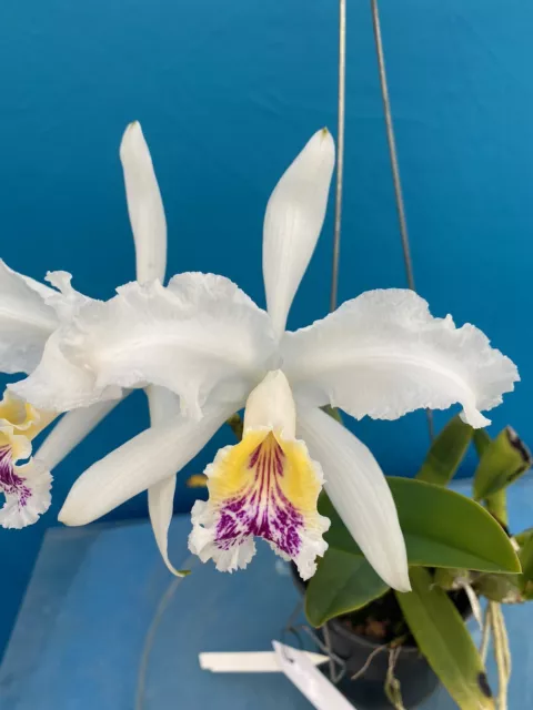 Cattleya lueddemanniana S/A ‘Kathleen’ X trianae S/A ‘Izzy’ Orchid Hybrid 4” Pot