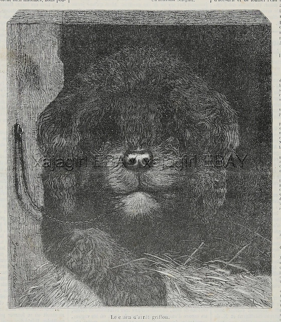 Dog Barbet French Water Dog, Griffon d’Arret à Poil Laineux, 1870s Antique Print