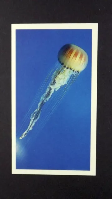 1 x Grandee Cigar card Living Ocean - Compass Jellyfish ± No 4 ≠ Q34