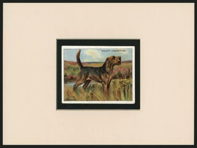 Otterhound Old Antique 1914 Collectable Dog Art Card Ready Mounted