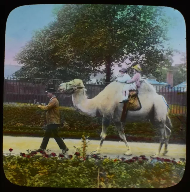 ANTIQUE Magic Lantern Slide CHILDREN RIDING A CAMEL AT THE ZOO C1910 PHOTO