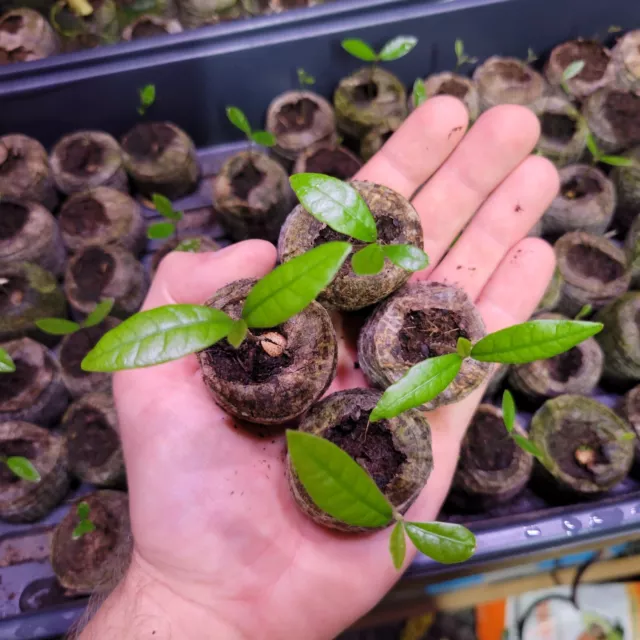 Set of 4 Miracle Berry Seedlings