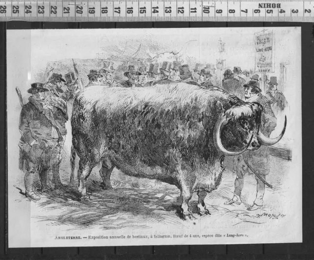 G363 / Gravure 1868 /  Angleterre Exposition Annuelle De Bestiaux A Islington