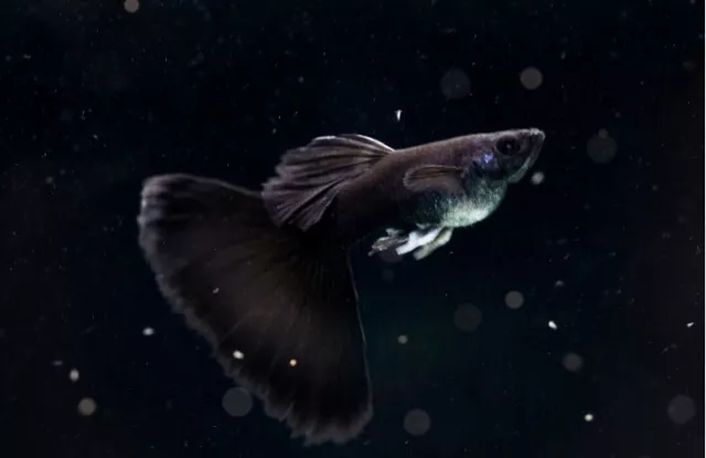 1 Pair - Full Black Metal Halfmoon High Quality Live Guppy Fish - USA SELLER A++