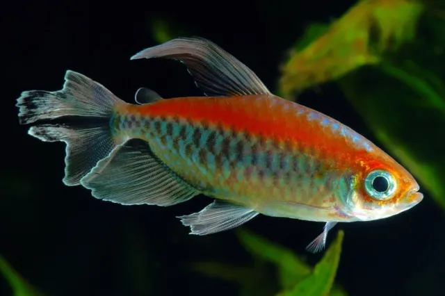 Congo Tetra (Phenacogrammus interruptus) - Live Freshwater Fish
