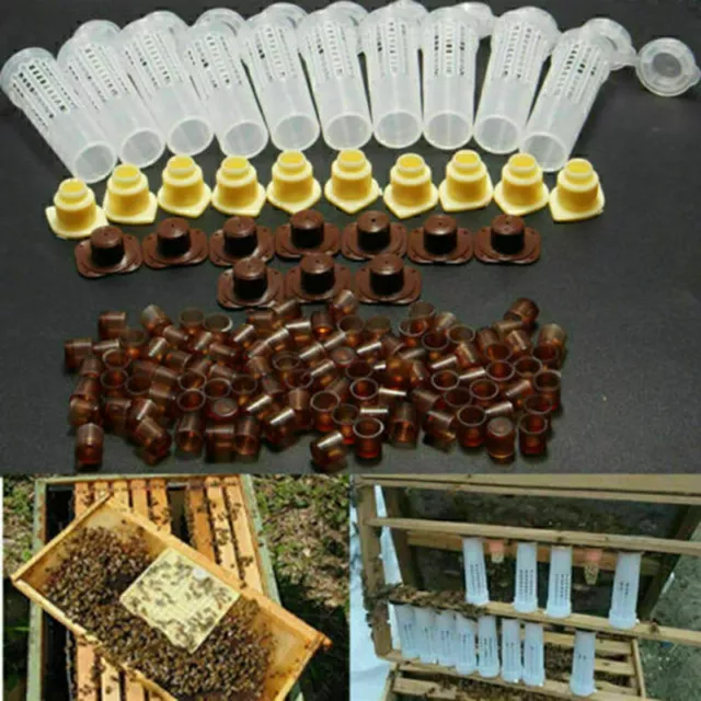 130X Biene Komplett-Set Königinnenzucht Imkerei Imkerbedarf / Beekeeping System