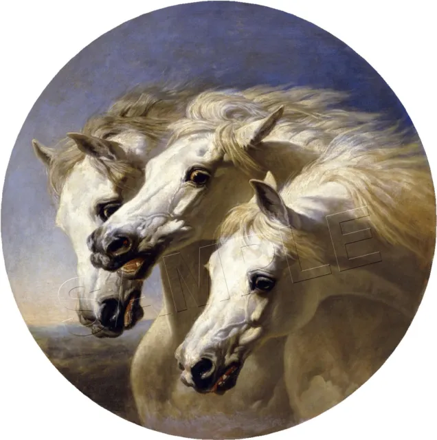 PHARAOH'S HORSES Herring Arabian *CANVAS* Art Print PHAROAH'S - COLOR - Round