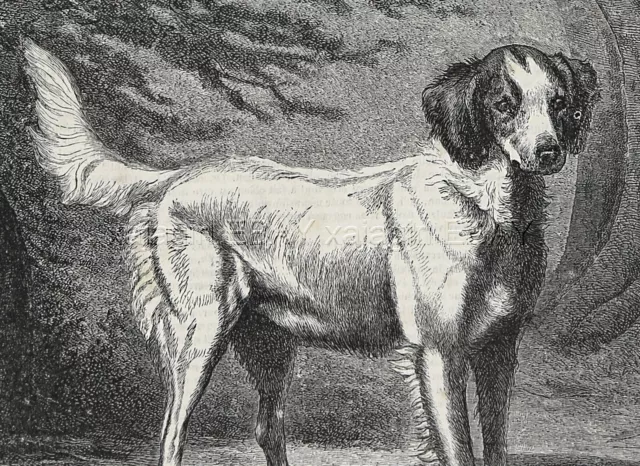 Dog Brittany Spaniel Named Lola, Early Look at Breed, 1870s Antique Print 2