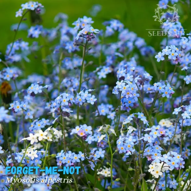 2000 SAMEN Alpen-Vergissmeinnicht, Myosotis alpestris, Forget-Me-Not Bienenweide