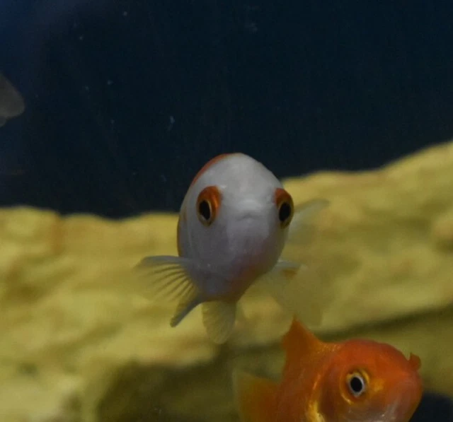 Live Ranchu Fancy Goldfish (2" Freshwater Aquarium Fish)  *PLS READ DESCR* 5