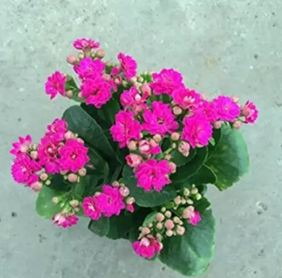 100PCS Semillas Kalanchoe Longevidad Rosa Roja Flores Perennes