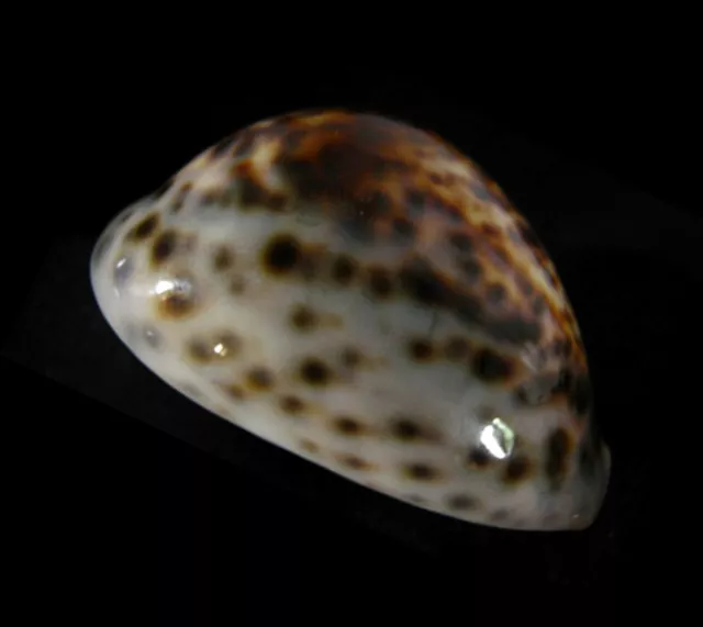 Conchiglia Shell CYPRAEA TIGRIS Madagascar 79,3 mm # AWESOME DARK PATTERN