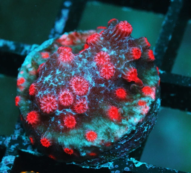 VIVID'S BRANCHING CYPHASTREA Decadia Zoanthids Paly Zoa SPS LPS Corals